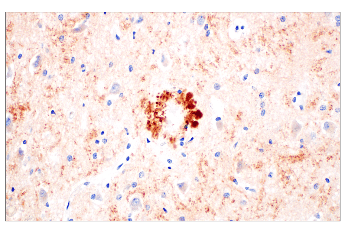 Immunohistochemistry Image 1: BACE1 (F4Z7X) Rabbit Monoclonal Antibody (BSA and Azide Free)
