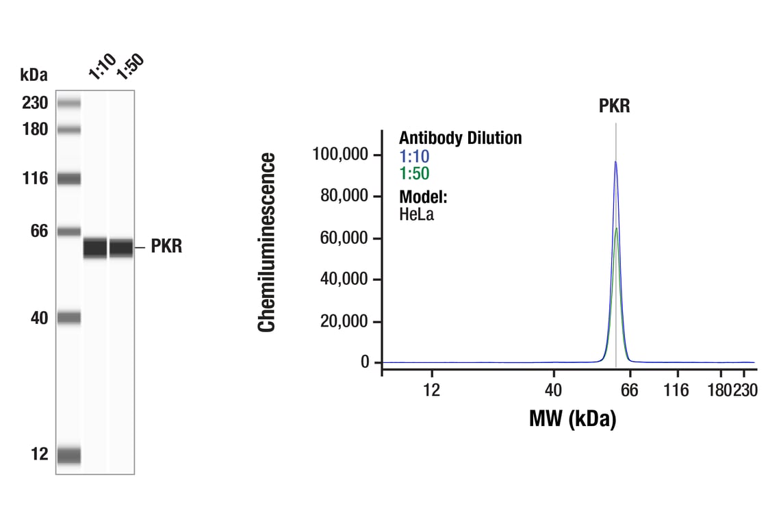 Western Blotting Image 1: PKR (D7F7) Rabbit Monoclonal Antibody