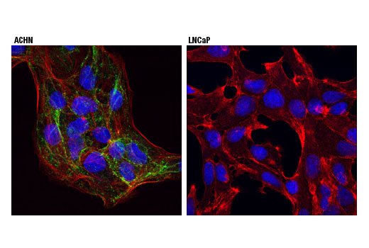 Immunofluorescence Image 1: Cavin-1 (D8C1D) Rabbit Monoclonal Antibody