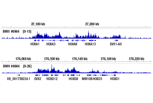 Chromatin Immunoprecipitation Image 2: Bmi1 (D20B7) Rabbit Monoclonal Antibody