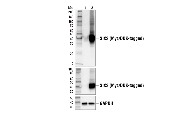 Western Blotting Image 2: SIX2 Antibody