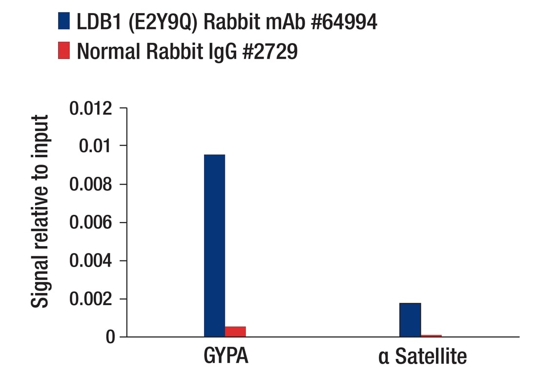 Chromatin Immunoprecipitation Image 1: LDB1 (E2Y9Q) Rabbit Monoclonal Antibody