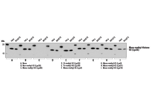 Western Blotting Image 2: Mono-Methyl-Histone H3 (Lys36) (D9J1D) Rabbit Monoclonal Antibody (BSA and Azide Free)