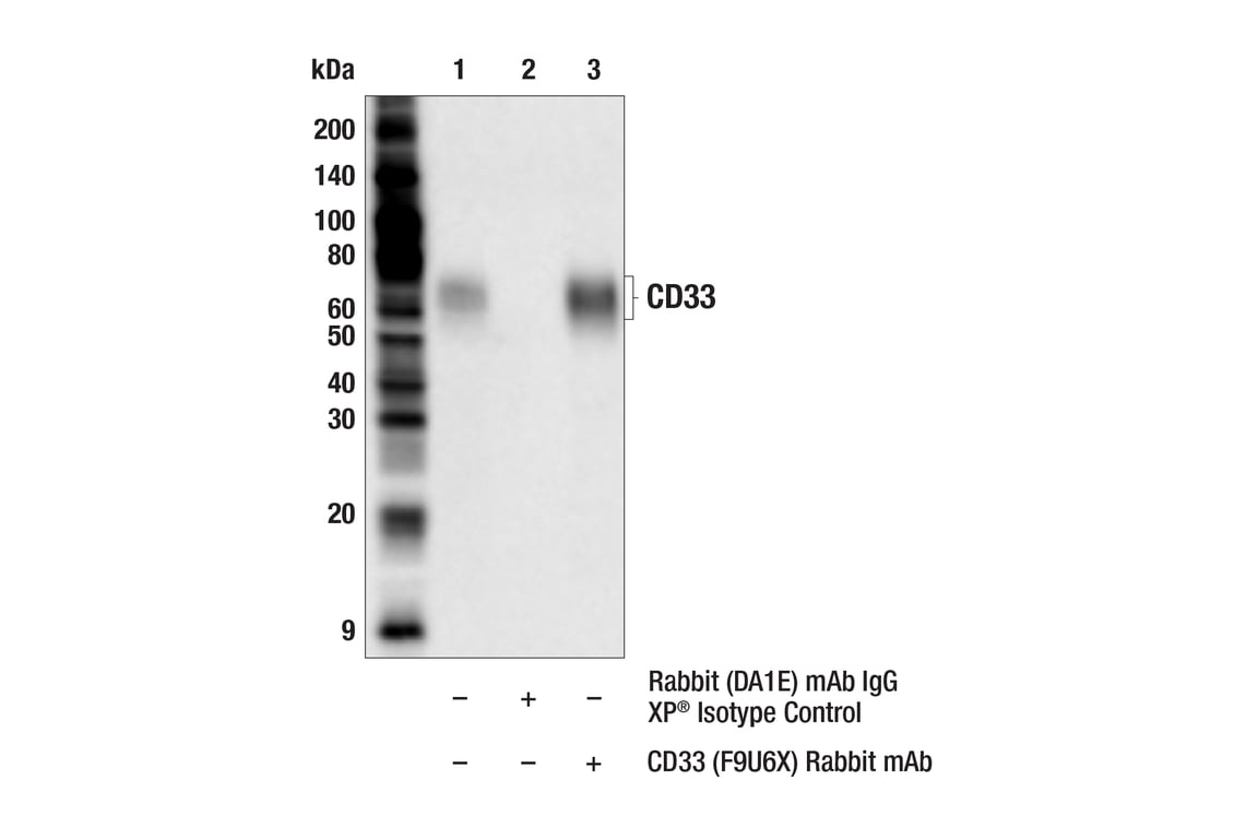Immunoprecipitation Image 1: CD33 (F9U6X) Rabbit Monoclonal Antibody