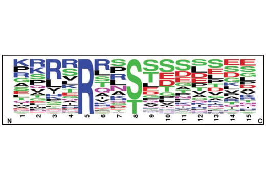 PTMScan Image 1: PTMScan<sup>®</sup> Phospho-Akt Substrate Motif mAb 1 (RXXS*/T*) Kit