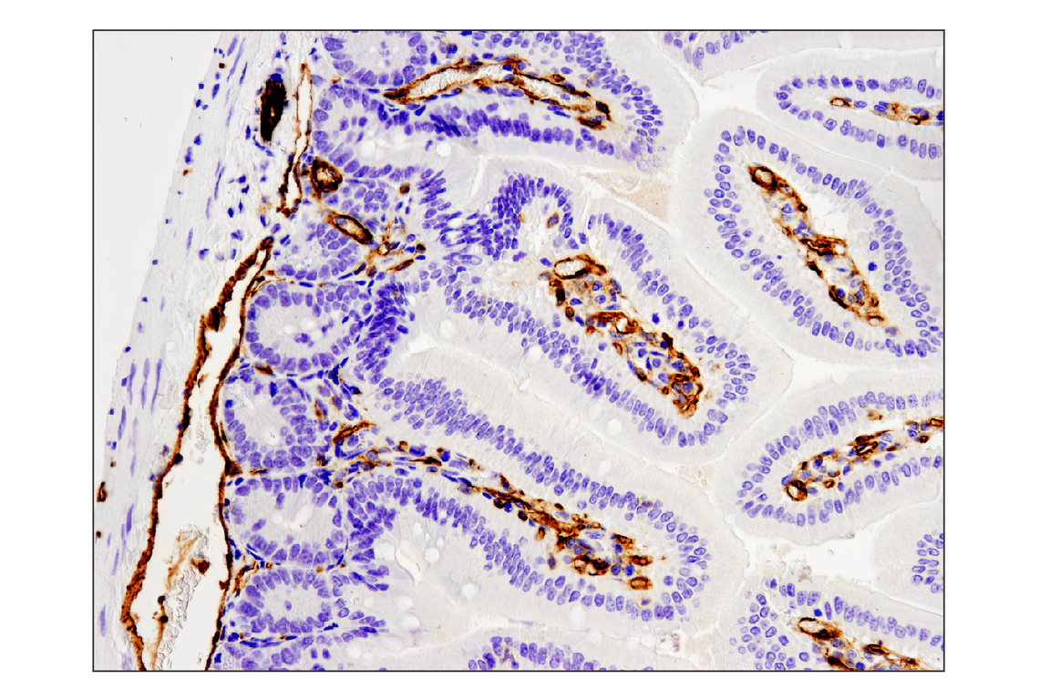 CD31 (PECAM-1) (D8V9E) XP® Rabbit mAb (BSA and Azide Free