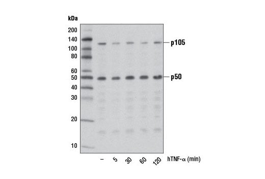 Western Blotting Image 2: NF-kappaB1 p105/p50 (D7H5M) Rabbit Monoclonal Antibody (BSA and Azide Free)