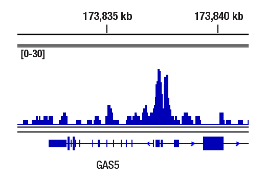 undefined Image 7: Stat Antibody Sampler Kit II