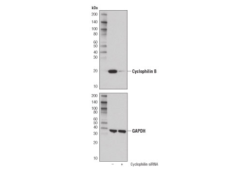 Western Blotting Image 2: Cyclophilin B (D1V5J) Rabbit Monoclonal Antibody