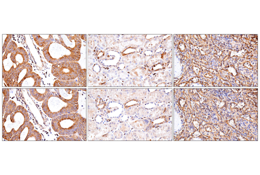 Immunohistochemistry Image 10: Tapasin (E6P2Z) Rabbit Monoclonal Antibody (BSA and Azide Free)