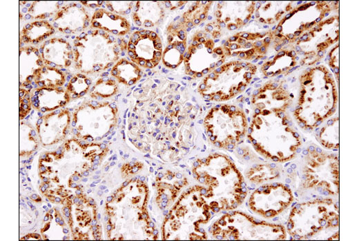 Immunohistochemistry Image 1: LAMP1 (D2D11) Rabbit Monoclonal Antibody (BSA and Azide Free)