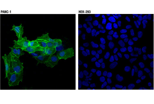 Immunofluorescence Image 1: CD13/APN (D6V1W) Rabbit Monoclonal Antibody