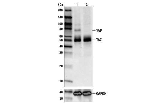 Western Blotting Image 2: YAP/TAZ (D24E4) Rabbit Monoclonal Antibody (Biotinylated)