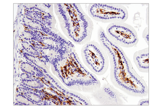 Immunohistochemistry Image 2: F4/80 (D2S9R) Rabbit Monoclonal Antibody (BSA and Azide Free)