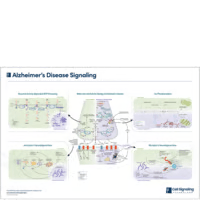 Alzheimer’s Disease Signaling diagram