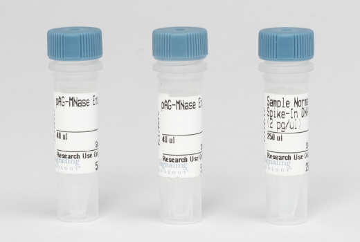 CUT & RUN Image 6: CUT&RUN pAG-MNase and Spike-In DNA