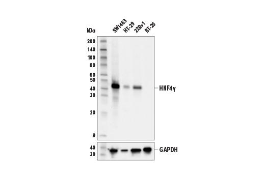 Western Blotting Image 2: HNF-4 gamma (E4V2B) Rabbit Monoclonal Antibody