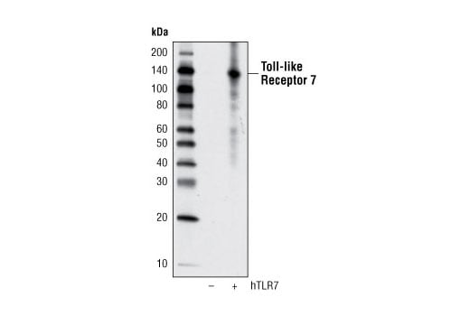 Western Blotting Image 2: Toll-like Receptor 7 (D7) Rabbit mAb