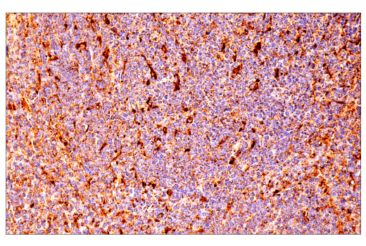Immunohistochemistry Image 7: LAMP1 (E6N3R) Rabbit Monoclonal Antibody