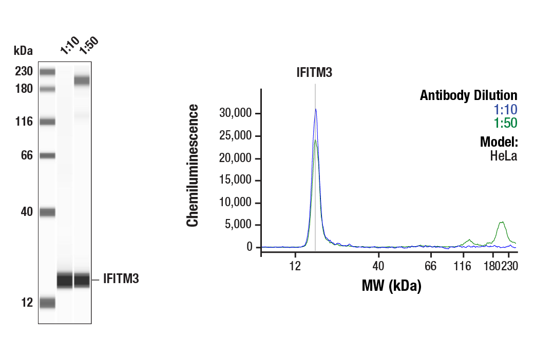 Western Blotting Image 1: IFITM3 (D8E8G) Rabbit Monoclonal Antibody
