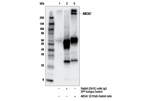 Immunoprecipitation Image 1: ABCA7 (E7O5A) Rabbit Monoclonal Antibody