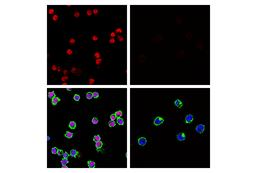 Immunofluorescence Image 1: Tox/Tox2 (E6G5O) Rabbit Monoclonal Antibody (Alexa Fluor<sup>®</sup> 594 Conjugate)