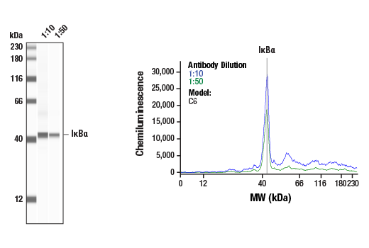 Western Blotting Image 1: IkappaB alpha Antibody