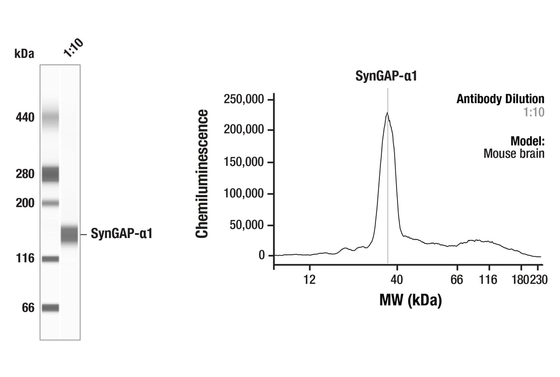Western Blotting Image 1: SynGAP-alpha1 (F8I5Q) Rabbit Monoclonal Antibody