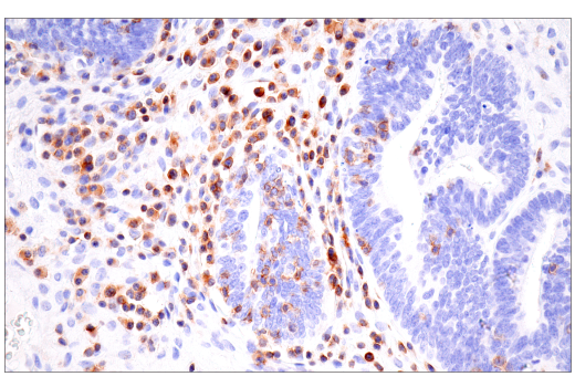 Immunohistochemistry Image 10: SLAMF6/CD352 (E3H1E) Rabbit Monoclonal Antibody (BSA and Azide Free)