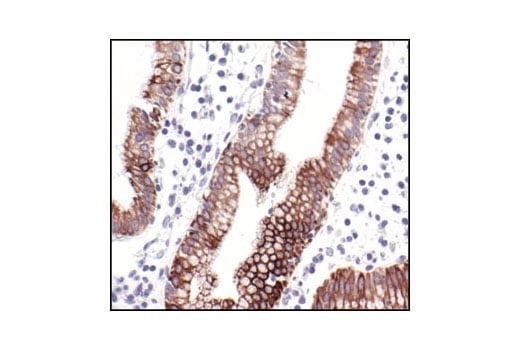 Immunohistochemistry Image 1: Phospho-IKK alpha/beta (Ser176/180) (16A6) Rabbit Monoclonal Antibody