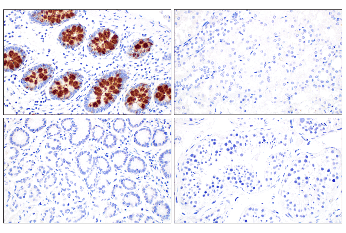 Immunohistochemistry Image 3: CLCA1 (E4Y1J) Rabbit Monoclonal Antibody