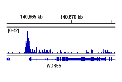 CUT & RUN Image 2: AhR (D5S6H) Rabbit Monoclonal Antibody