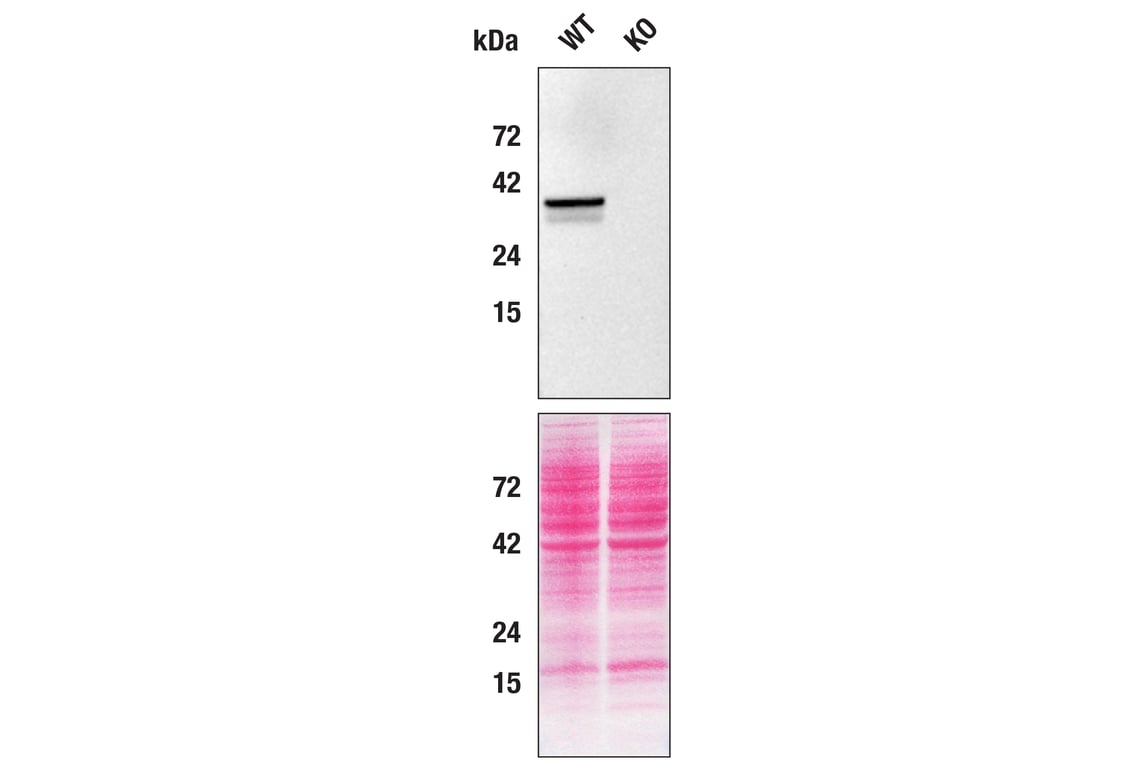 Western Blotting Image 3: STING (D2P2F) Rabbit Monoclonal Antibody (Biotinylated)