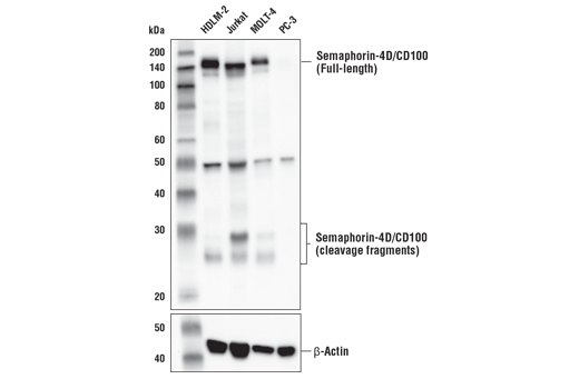 Western Blotting Image 3: Semaphorin-4D/CD100 (E8S8A) Rabbit Monoclonal Antibody