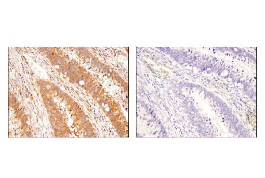 Immunohistochemistry Image 2: USP9X (D4Y7W) Rabbit Monoclonal Antibody (BSA and Azide Free)