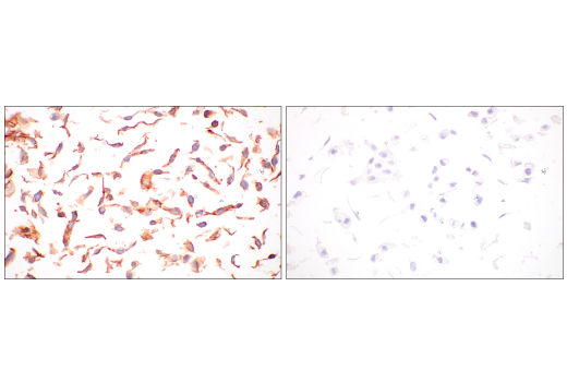 Immunohistochemistry Image 13: JAM-A (E8D2N) Rabbit Monoclonal Antibody