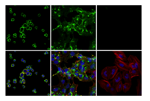 Immunofluorescence Image 1: TNFRSF8/CD30 (E7E4D) Rabbit Monoclonal Antibody (BSA and Azide Free)