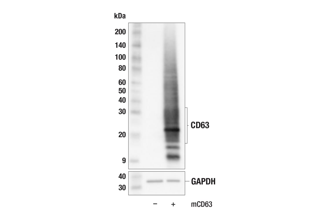 Western Blotting Image 2: CD63 (F8P5K) Rabbit Monoclonal Antibody