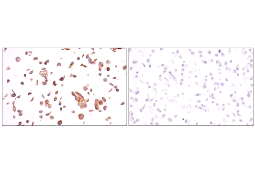 Immunohistochemistry Image 5: Claudin-6 (E7U2O) XP<sup>®</sup> Rabbit mAb (BSA and Azide Free)