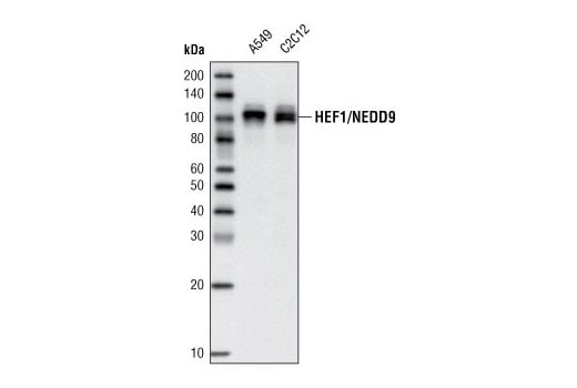 Western Blotting Image 1: HEF1/NEDD9 (2G9) Mouse mAb