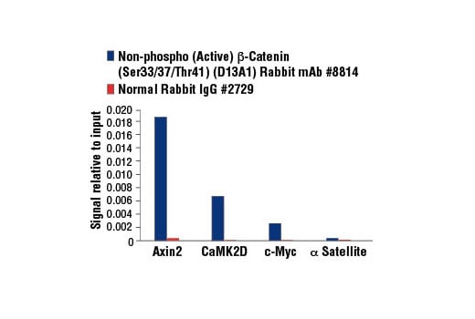 Chromatin Immunoprecipitation Image 3: Non-phospho (Active) beta-Catenin (Ser33/37/Thr41) (D13A1) Rabbit Monoclonal Antibody