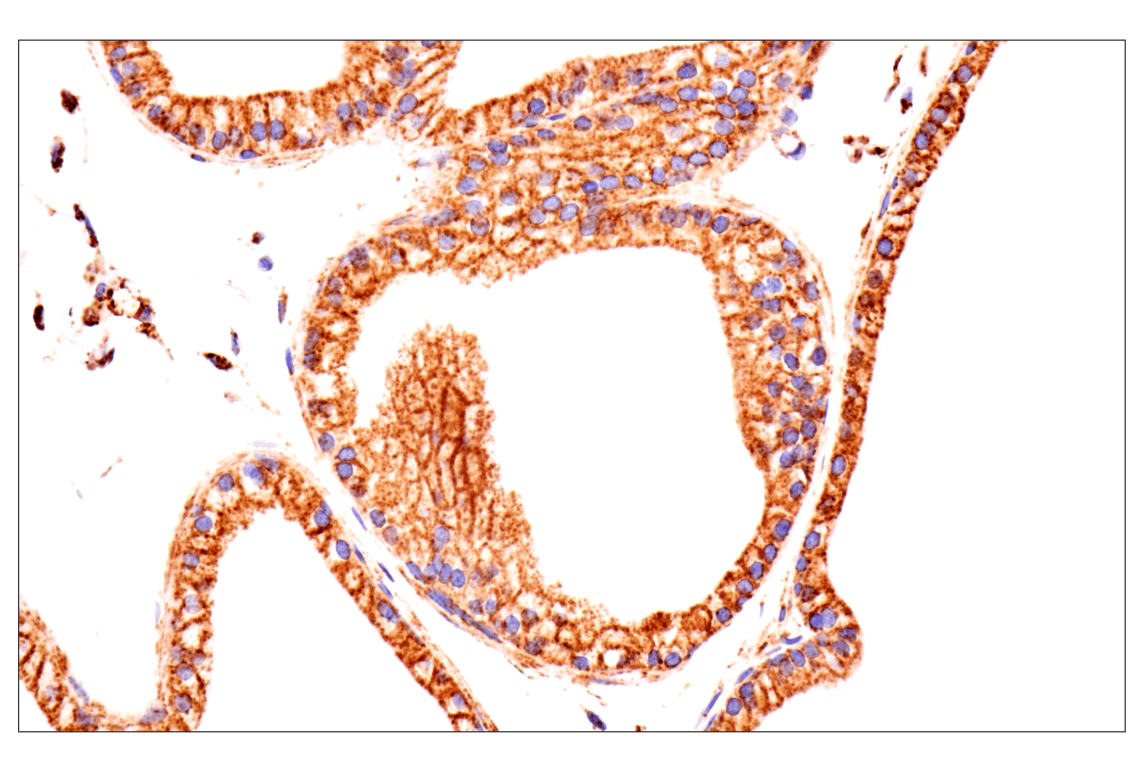 Immunohistochemistry Image 6: TSPO (F5B8F) Rabbit Monoclonal Antibody