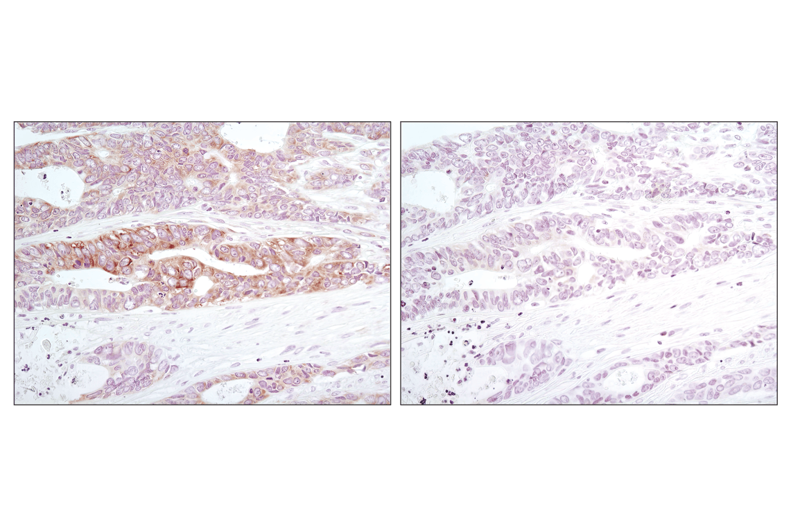 Immunohistochemistry Image 1: Phospho-eIF2α (Ser51) (D9G8) XP<sup>®</sup> Rabbit mAb (BSA and Azide Free)