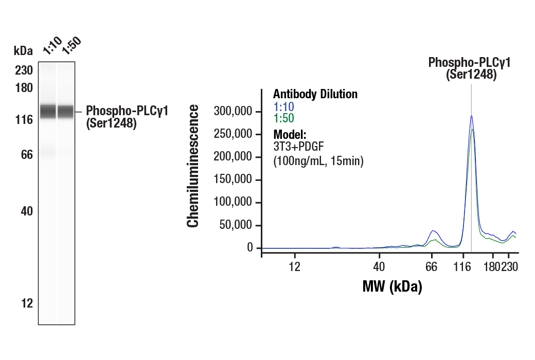 undefined Image 54: Angiogenesis Antibody Sampler Kit