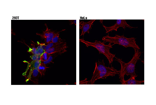 Immunofluorescence Image 1: GPR50 (D1D6I) Rabbit Monoclonal Antibody