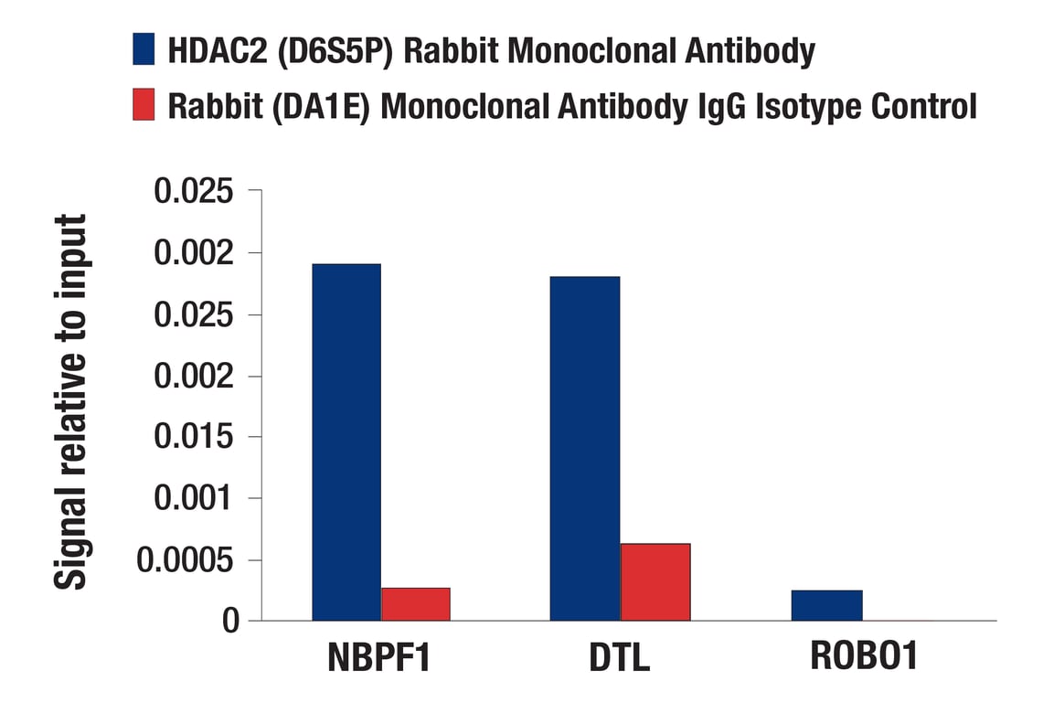 CUT & RUN Image 3: HDAC2 (D6S5P) Rabbit Monoclonal Antibody