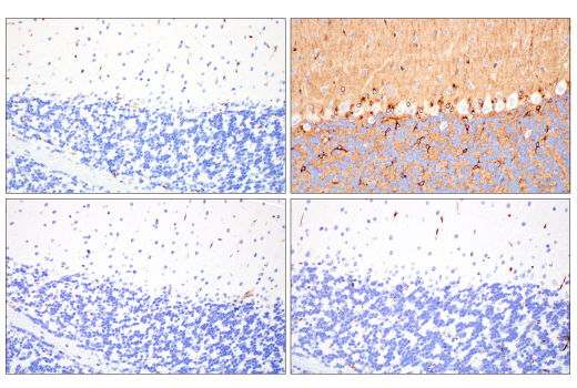 Immunohistochemistry Image 9: ApoE (pan) (E8C2U) Mouse Monoclonal Antibody