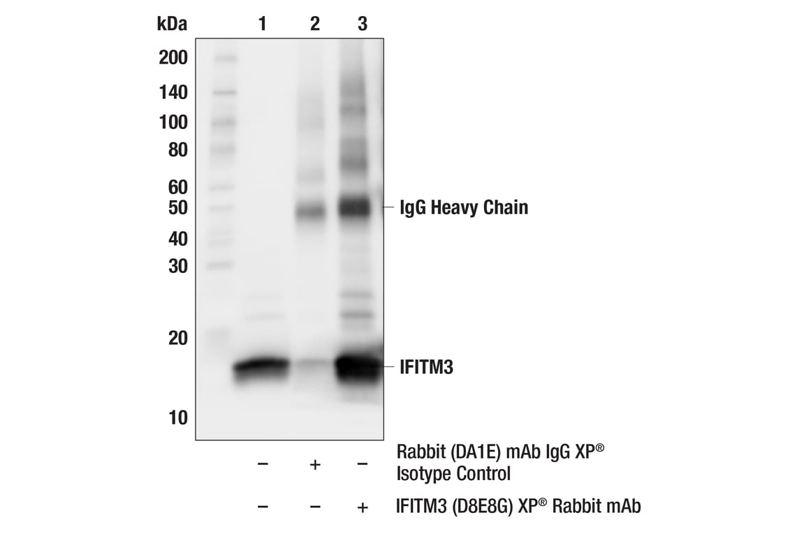 Immunoprecipitation Image 1: IFITM3 (D8E8G) Rabbit Monoclonal Antibody