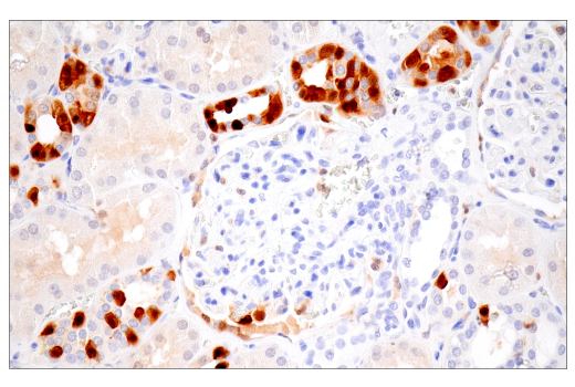 Immunohistochemistry Image 12: IL-18 (E3G8R) Rabbit Monoclonal Antibody (BSA and Azide Free)