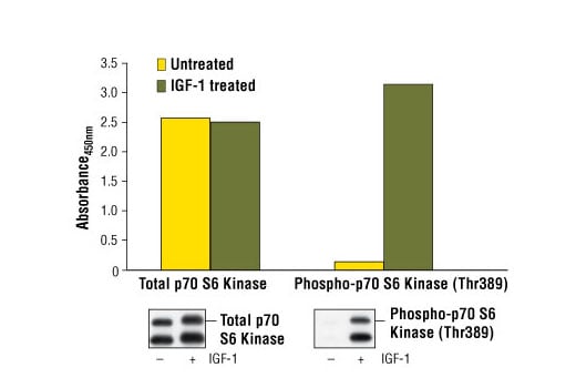 ELISA Image 1: PathScan<sup>®</sup> Total p70 S6 Kinase Sandwich ELISA Kit